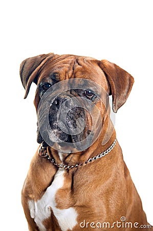Boxer Dog Portrait Royalty Free Stock Photography - Image: 28519627