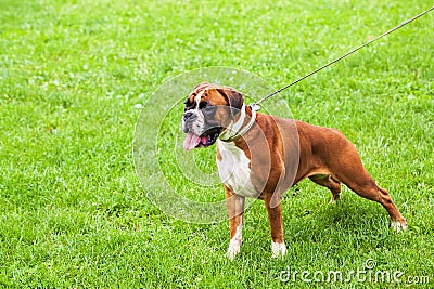 Boxer dog