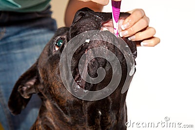 Boxer dog teeth cleaning