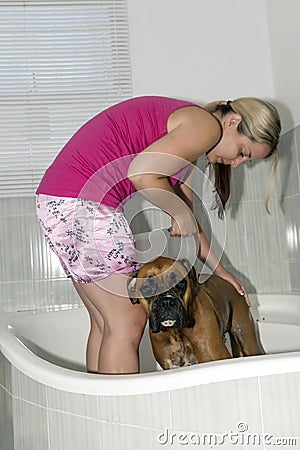 Boxer dog wash