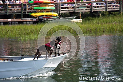 Boxer Dogs On A Boat