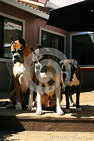 Boxer Dogs Looking Down