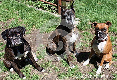 Boxer dogs playing