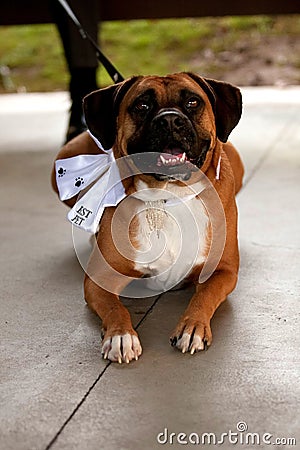 Boxer dressed up as the best dog at a wedding ceremony.