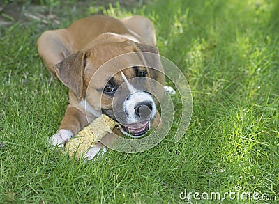 Boxer puppy chewing on a corn cob.