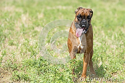 boxer young puppy dog while jumping on green grass