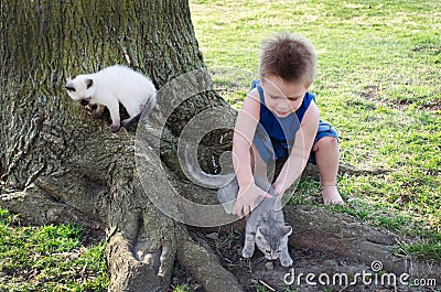 Boy chasing kittens