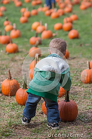 Boy pumpkin picking