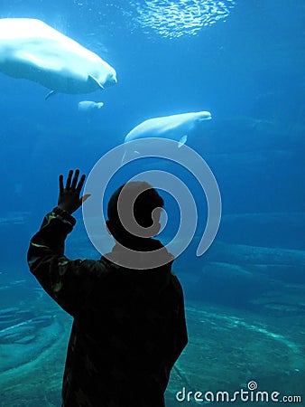 Boy watching beluga whales in an aquarium