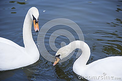 Brace white swans