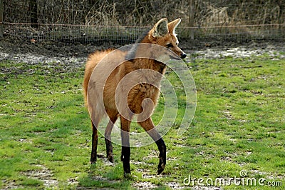 http://thumbs.dreamstime.com/x/brachyurus-chrysocyon-grzywiasty-wilk-15083478.jpg