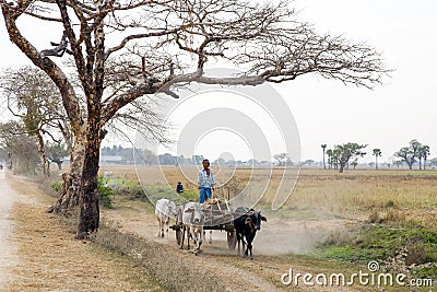 Cattle Cart in Dusty Landscape