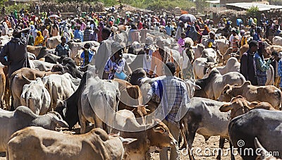 Brahman bull, Zebu and other cattle at one of the largest livestock market in the horn of Africa countries. Babile. Ethiopia.