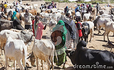 Brahman bull, Zebu and other cattle at one of the largest livestock market in the horn of Africa countries. Babile. Ethiopia.