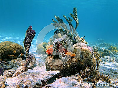 Brain coral and sea sponges