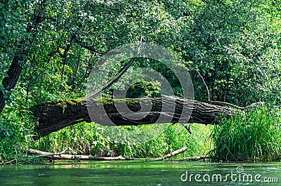 Branch as bridge over the water