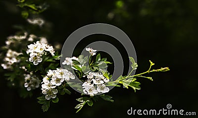 Branch of flowers