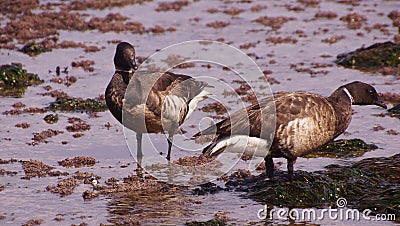 Brant Geese pair wading in tide pool