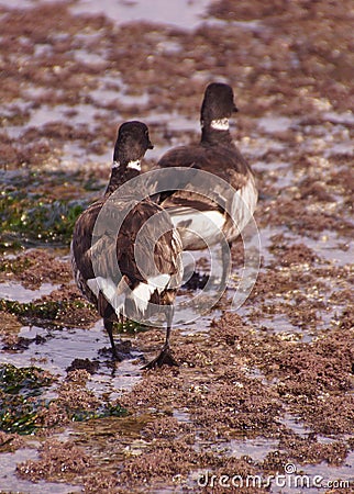 Brant Geese pair wading in tide pool