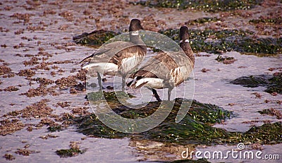 Brant Geese pair wading in tide pool