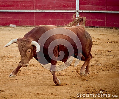 Brave and dangerous brown bull in the bullring