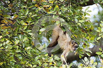 Brazilian Capuchin Monkey iHanging by Tail from Branch