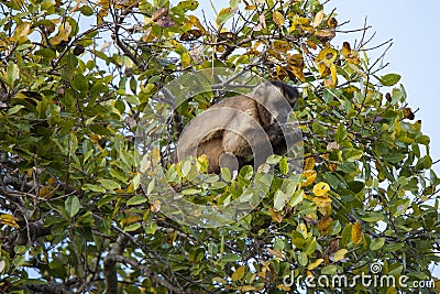 Brazilian Capuchin Monkey in Tree Looking at Hands