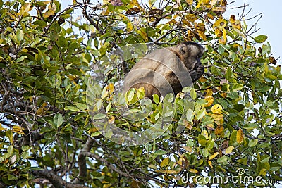 Brazilian Capuchin Monkey in Treetop