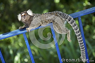 Brazilian Monkey Relaxing Jungle Forest Fence