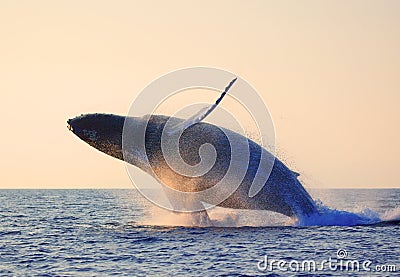 Breaching whale