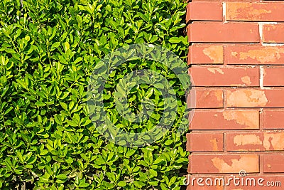 Brick wall and a green bush