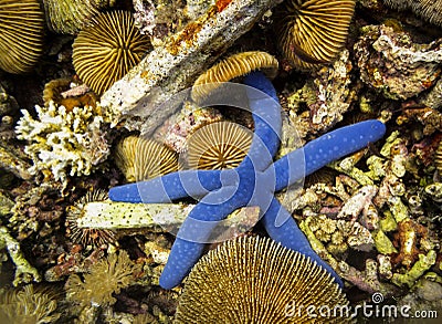 Bright blue star fish and sea urchins on Reef, Indonesia