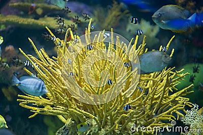 Bright coral with fish swimming