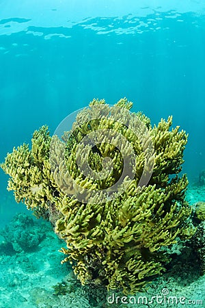 Bright coral underwater in Sipadan