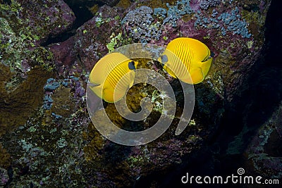 Bright fish among coral