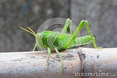 Bright green grasshopper