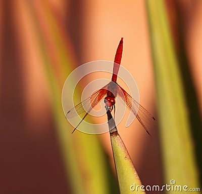 Bright Orange Dragon Fly