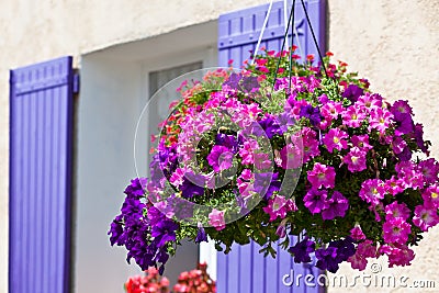 Bright petunia flowers on a house wall background
