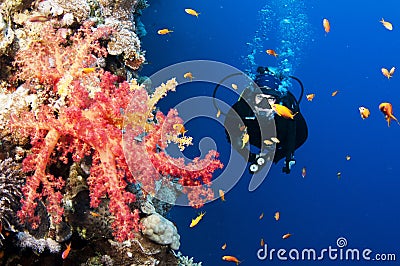 Bright red tropical coral and scuba diver