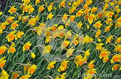 Bright yellow daffodils in spring