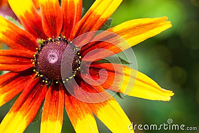 Bright yellow rudbeckia or Black Eyed Susan flower in the garden