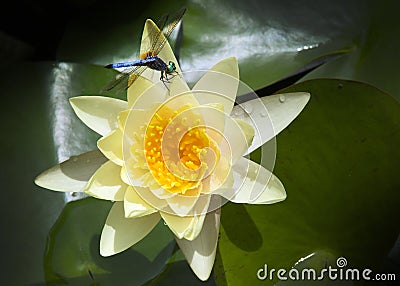 Brightly Colored Water Lily or Lotus Flower With Dragonfly