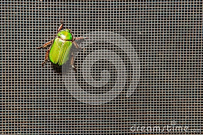 A brilliant green beetle on a screen