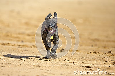 Brindle boxer lab mix dog runs into the water