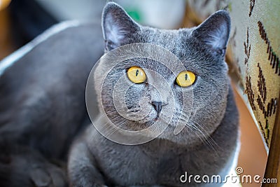 British Blue Short hair Cat