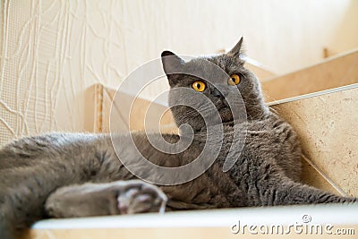 British cat with big orange eyes