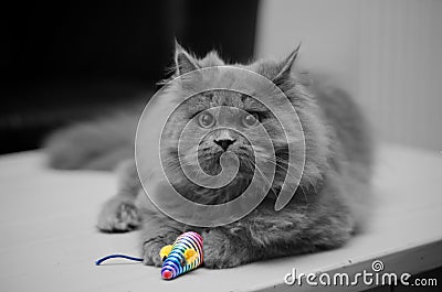 British Longhair Cat with Toy Mouse