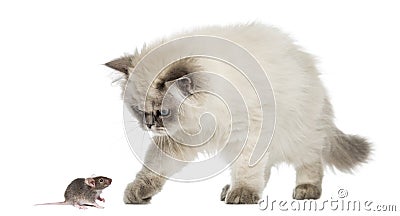 British Longhair kitten reaching at a mouse, isolated