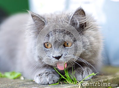 British Longhair Kitten Sitting Outside