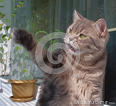 British marmoreal cat playing